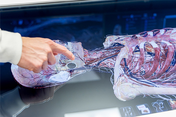 Dr. Balza uses his finger to interact with a digital anatomy visualization on CUW’s Anatomage table, pointing to the detailed 3D rendering of a human head and upper body.